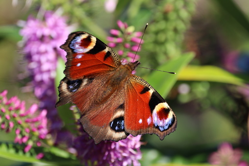 Aglais io or European Peacock Butterfly or Peacock. Butterfly on flower. A brightly lit red-brown orange butterfly with blue lilac spots on its spread wings sits on purple yellow flowers.