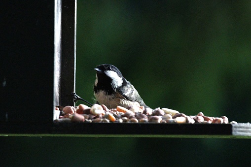 Blue tit on bird feeder