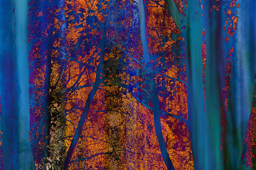 Blue trees and autumn colours