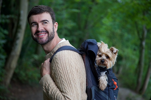 A handsome man is hiking in Switzerland with his cute dog inside his backpack. The dog is a small silver and beige Yorkshire Terrier.