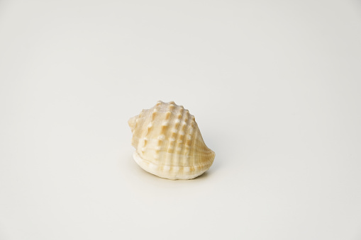 Small sea shells, on a white background. Summer and vacation design elements, top view, flat lay.