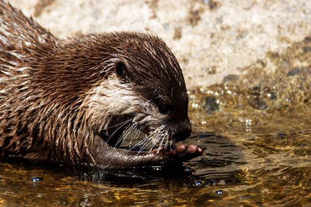 Asian Small-clawed Otter stock photo