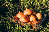 Autumn harvest of pumpkins in a basket in the garden