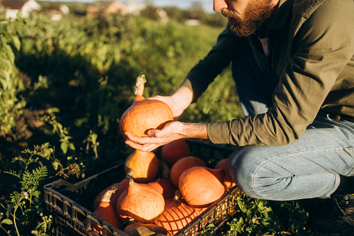 A man collects freshly harvested pumpkins, placing them carefully into a box, showcasing the culmination of a fruitful harvest