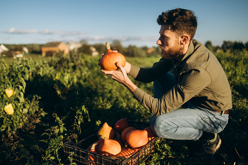 In this image, a devoted farmer is meticulously assessing the quality of his organic pumpkin crop. His focused attention and care highlight his unwavering dedication to producing top-notch, sustainable produce