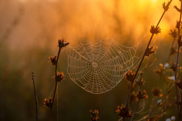 istock A spider's web on the grass close-up in the morning. Soft selective focus and sunlight 1733330480