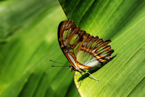 Malachite butterfly (Siproeta stelenes) stock photo