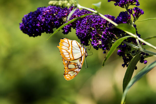 Malachite butterfly (Siproeta stelenes) stock photo