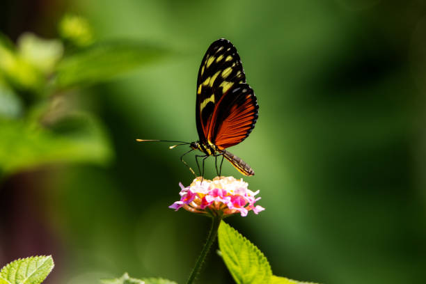 istock Tiger, Hecale or Golden longwing butterfly (Heliconius hecale) 1733333830