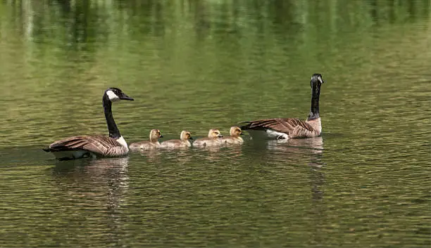 Canadian Geese (Branta canadensis) Male and Female with newly hatched goslings. Sierra foothills of Northern California.