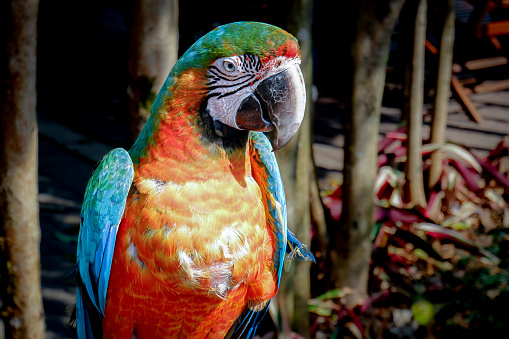 A macaw perched and basking, a beautiful feathered macaw