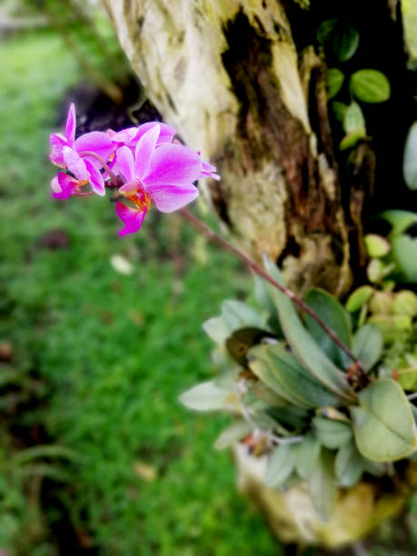 istock Many types of orchids in different colors and sizes 1733347803