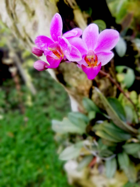 istock Many types of orchids in different colors and sizes 1733347813