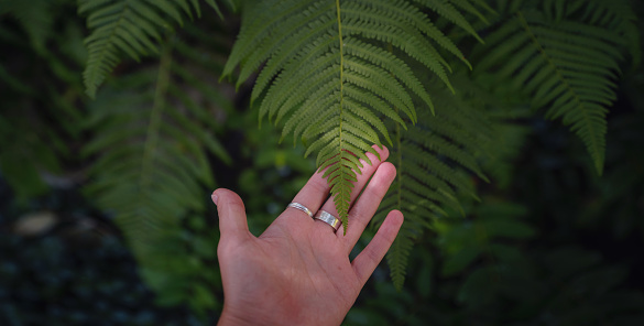Beautiful ferns leaves in female hand. Close up of beautiful growing ferns in forest or park. Rainforest jungle landscape. Green plants nature wallpaper. Organic nature background.