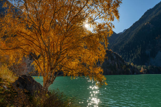 Lush birch tree with autumn leaves on the lake shore