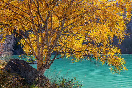 Lush birch tree with autumn leaves on the lake shore