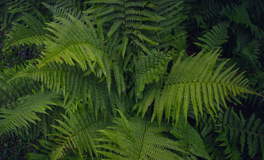 Beautiful ferns leaves green foliage. Close up of beautiful growing ferns in forest or park. Rainforest jungle landscape. Green plants nature wallpaper. Organic nature background.