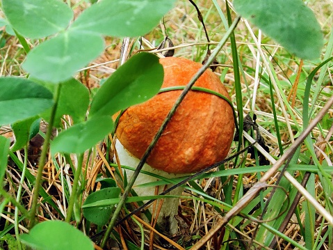 Single young orange cap Leccinum aurantiacum red-capped scaber stalk birch bolete boletus fungi fungus hiding among the clovers and other grass moss plants