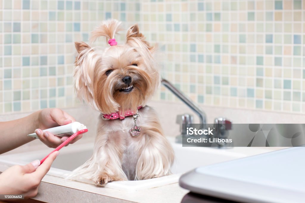 Perro sonriente mostrando bien iluminada limpieza dientes - Foto de stock de Perro libre de derechos