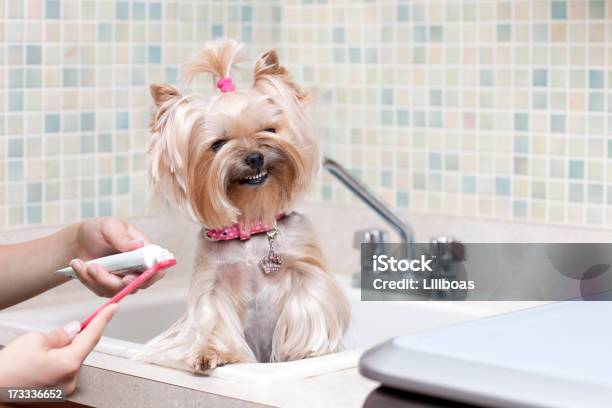 Perro Sonriente Mostrando Bien Iluminada Limpieza Dientes Foto de stock y más banco de imágenes de Perro