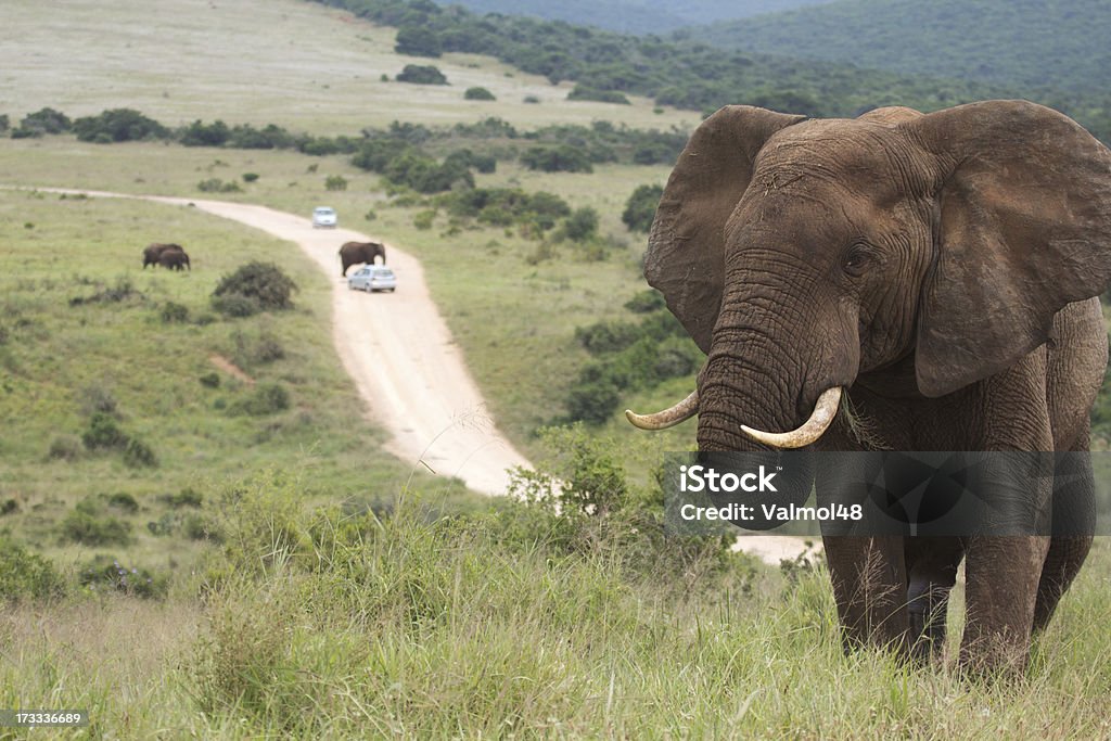 Elefante - Foto de stock de Addo royalty-free