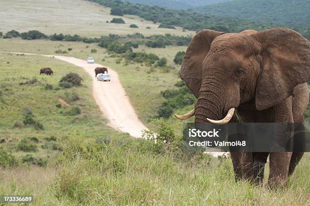 Foto de Elefante e mais fotos de stock de Addo - Addo, Adulto, Animais de Safári