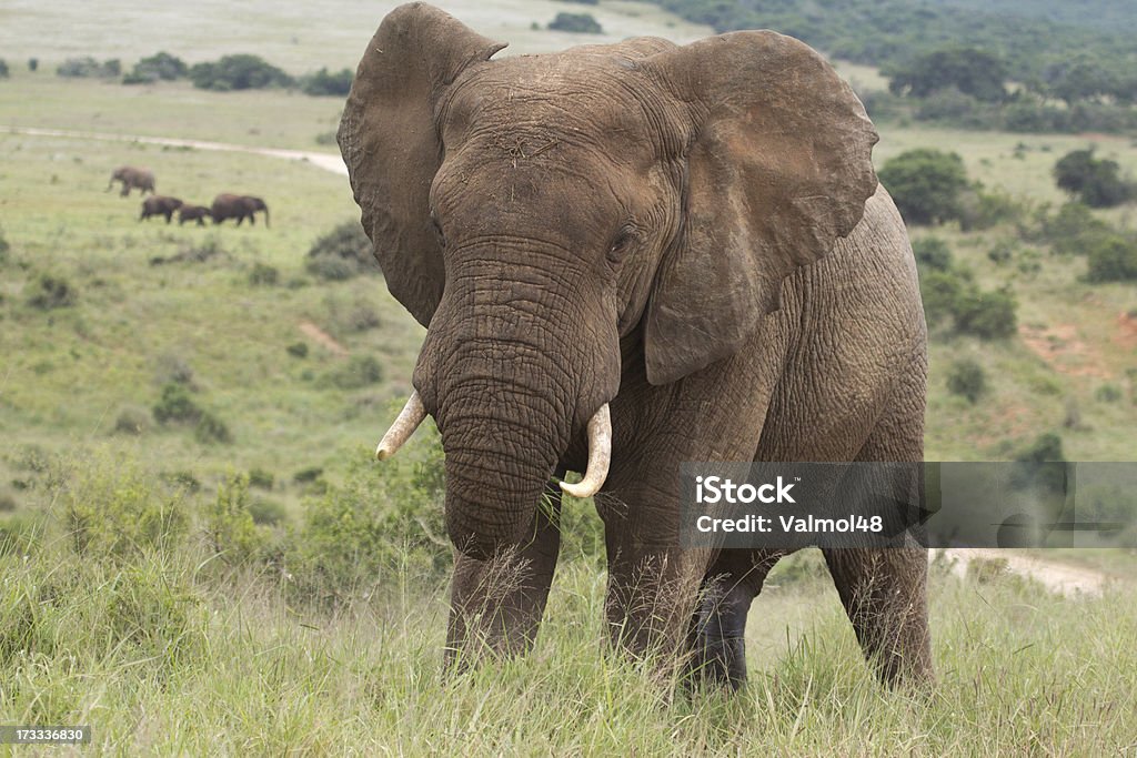 Elefanten - Lizenzfrei Addo Stock-Foto
