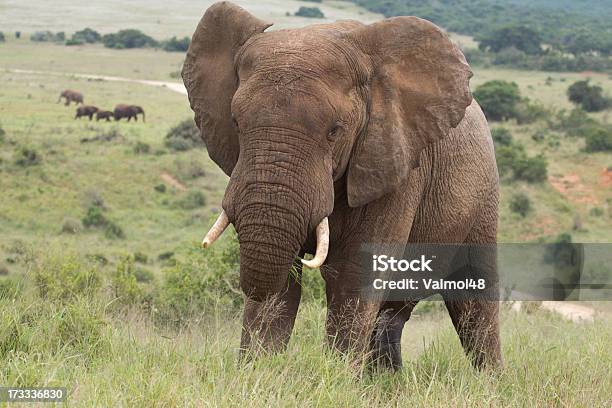 Elefanten Stockfoto und mehr Bilder von Addo - Addo, Afrikanischer Elefant, Einzelnes Tier