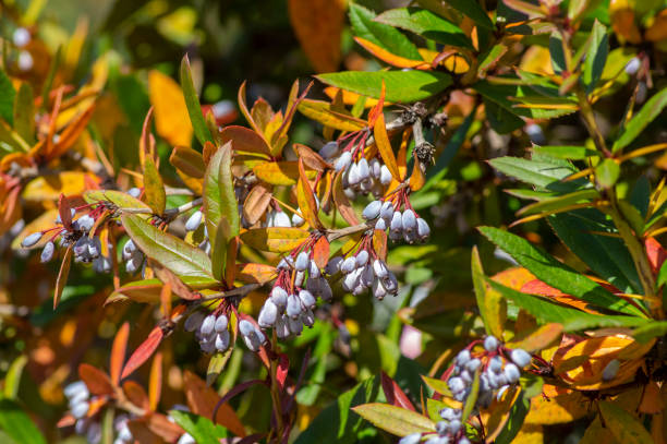 Berberis julianae wintergreen chinesse evergreen barberry during autumn with green and yellow leaves and blue berry fruits Berberis julianae wintergreen chinesse evergreen barberry during autumn with green and yellow leaves and blue berry fruits on branches berberis julianae stock pictures, royalty-free photos & images