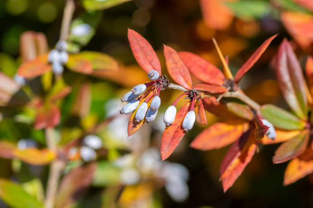 Berberis julianae wintergreen chinesse evergreen barberry during autumn with green and yellow leaves and blue berry fruits Berberis julianae wintergreen chinesse evergreen barberry during autumn with green and yellow leaves and blue berry fruits on branches berberis julianae stock pictures, royalty-free photos & images