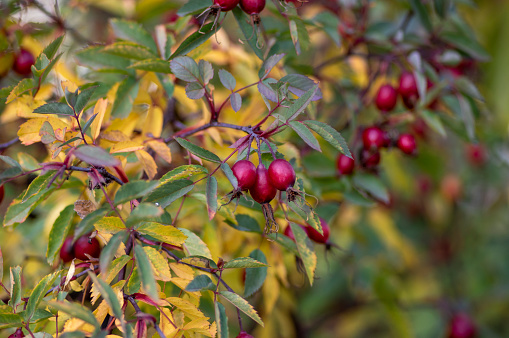 Rosa glauca deciduous red-leaved spiny shrub with red ripened fruits, redleaf rose branches with hips and yellow autumnal leaves