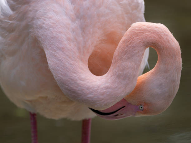 Flamingo near lake