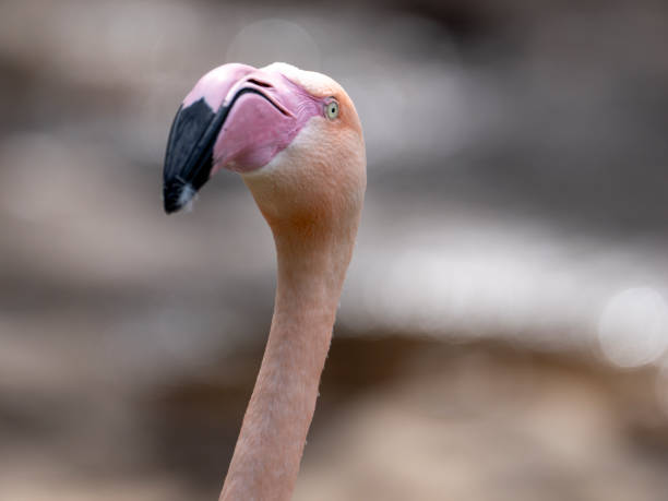 istock Flamingo near lake 1733370995