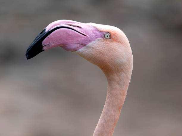 istock Flamingo near lake 1733371023