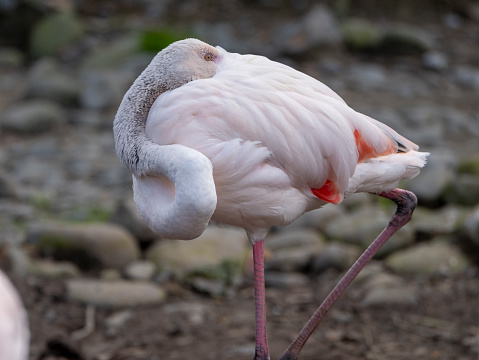 Flamingo near lake