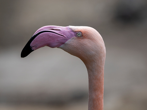 Flamingo near lake