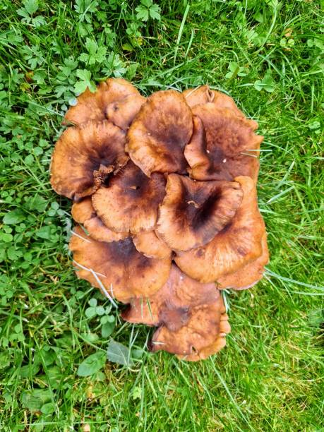 잔디 초원 한가운데서 자라는 cortinarius rubellus 치명적인 웹캡 cprtinar orellani 곰팡이 버섯의 큰 그룹 - 끈적버섯과 뉴스 사진 이미지