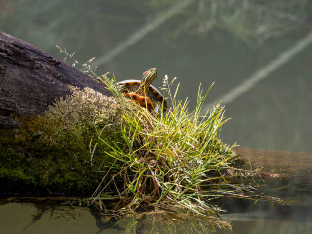istock Water turtle close up shot 1733382317