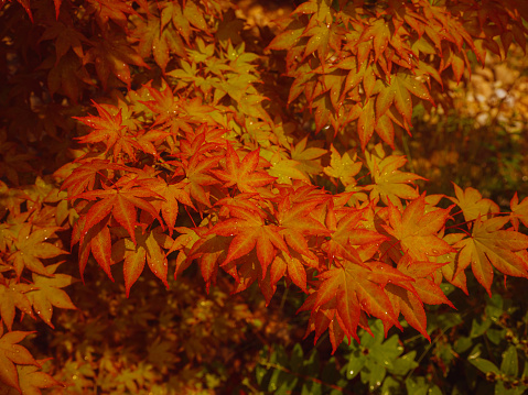 Beautiful autumn leaves that turned red in autumn in Japan. Japanese Maple tree called Acer Palmatum Fireglow in bright sunshine.