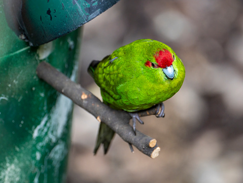 A bird walking and looking for food.