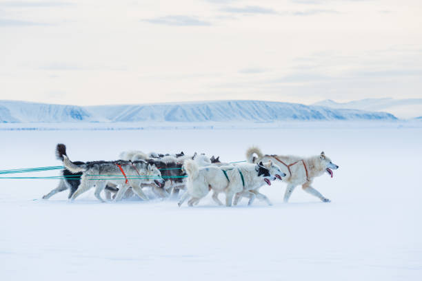 Free Stock Photo of Group of Dogs Pulling Sled Through Snow | Download ...