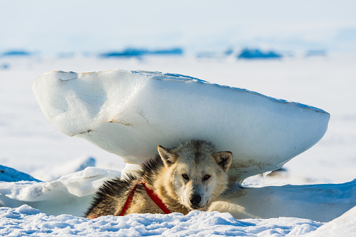 Siberian husky dog resting under snow block