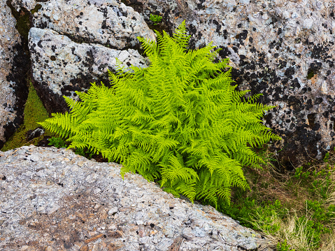 Tranquil natural beauty in Norway: green ferns and rocks.