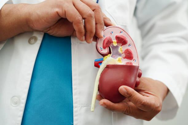 istock Chronic kidney disease, doctor holding model for treatment urinary system, urology, Estimated glomerular filtration rate eGFR. 1733414721