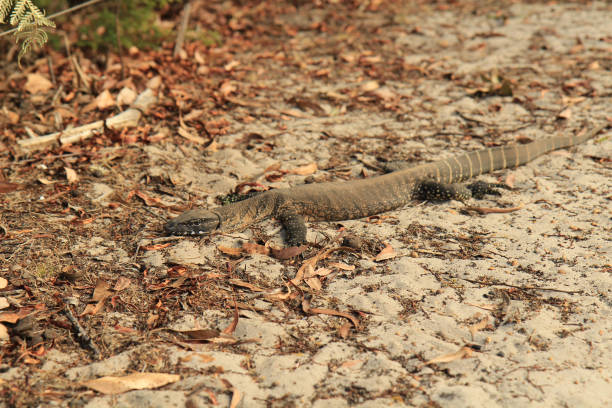 istock An Endangered Rosenberg's Goanna,  Kangaroo Island 1733414730