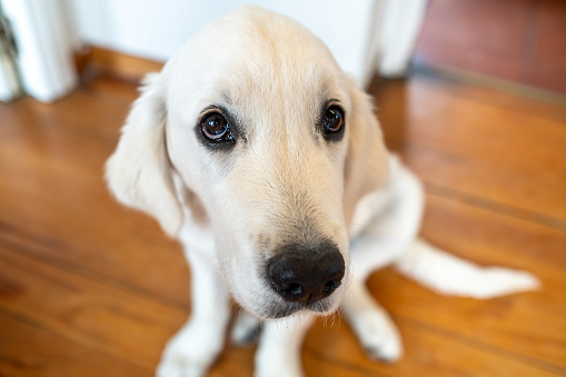Close-up elevated view of a cute labrador puppy dog looking at camera at home
