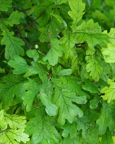 Close-up of many green leaves of an English Oak tree (Quercus robor), as it comes into full leaf in midsummer in central England