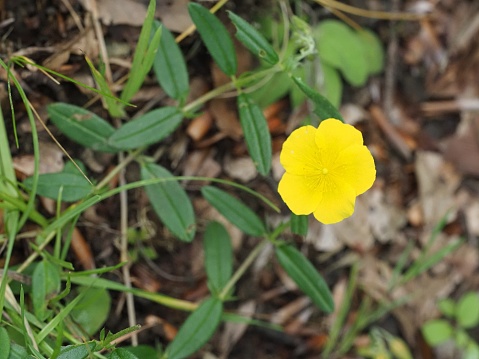 A single yellow flower and foliage of the Common Rock-Rose (Helianthemum nummularium) flowering in central Scotland in summer.