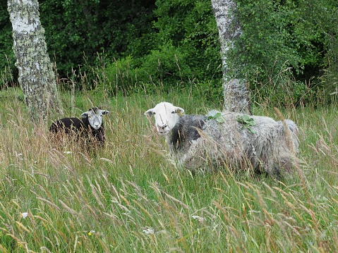 A Great Pryenees dog watching after a flock of sheep in a pasture with thick green grass.