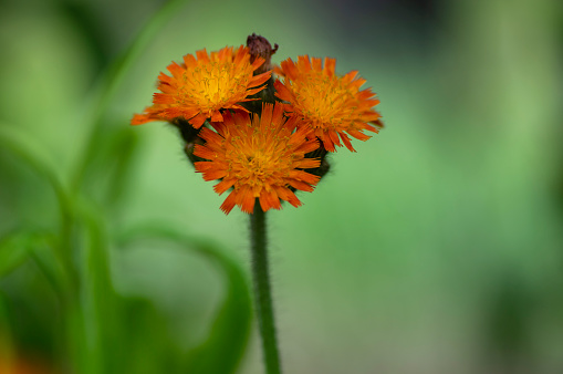 Pilosella aurantiaca orange Hawkweed wild flowering plant, summer uncultivated fox-and-cubs flowers on tall stem in bloom